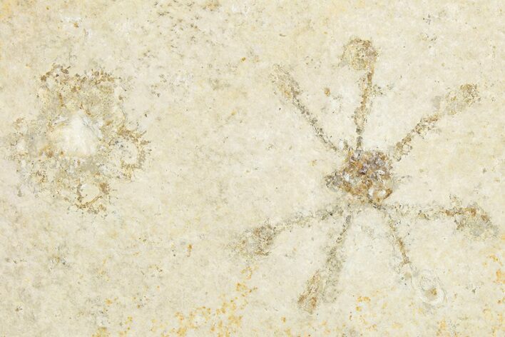 Floating Crinoid (Saccocoma) Fossil - Solnhofen Limestone #351006